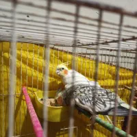 عروس هلندی|پرنده|شیروان (خراسان), |دیوار