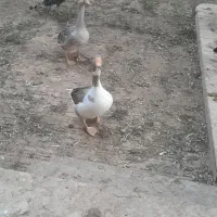 دو عدد غاز خانگی|حیوانات مزرعه|شاهدشهر, |دیوار