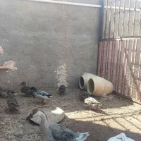 مرغابی و غو غاز