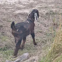 بز کهره|حیوانات مزرعه|جیرفت, |دیوار