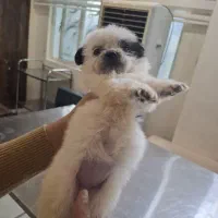 کلینیک دامپزشکی