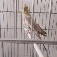 عروس هلندی گم شده دربهرام آباد
