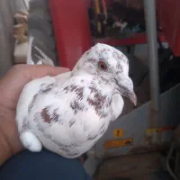کبوتر