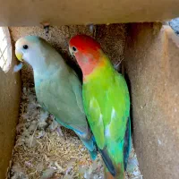 کوتوله برزیلی|پرنده|زاهدان, |دیوار