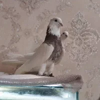 کفتر طوقی|پرنده|بروجرد, |دیوار