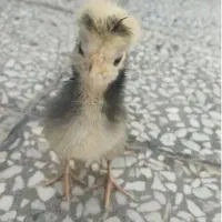 جو جه    سلطان و لهستانی