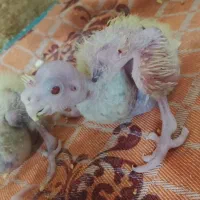 جوجه عروس ۱۰روزه لوتینو و ابلغ