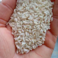 برنج عنبر بو شوشتر درجه یک به شرط