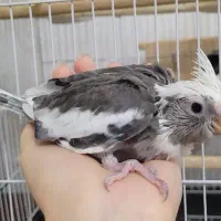 عروس هلندی آلبینو|پرنده|رشت, نیکمرام|دیوار