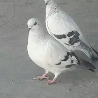 کبوتر شامی اصل