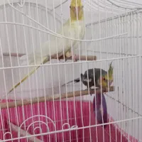 عروس هلندی|پرنده|تنکابن, |دیوار