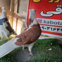 کبوتر ساعتی پرشی|پرنده|رامیان, |دیوار