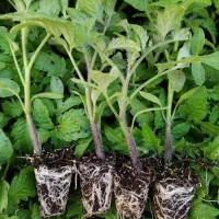 گلخانه نشا گوجه فرنگی|گل و گیاه طبیعی|پارس‌آباد, |دیوار