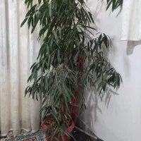 گل آمستر فروشی