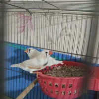 2 جفت فنچ کینک نر و ماده