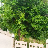 اجاره ویلا باغ نارنج آب گرم دو استخره در دزفول|اجارهٔ کوتاه‌مدت ویلا و باغ|اهواز, کیانپارس |دیوار