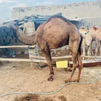 شتر|حیوانات مزرعه|قشم, |دیوار