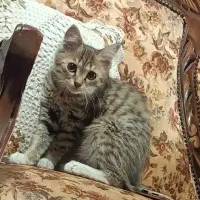 واگذاری گربه