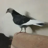 کفتر ابلق سیاه و کلدار
