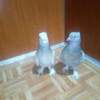 کبوتر تورک