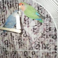 یک جفت کوتوله به شرط تخم وبچه