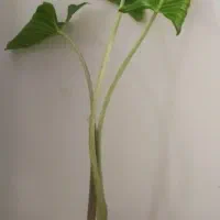 فراغت نیه|کتاب و مجله آموزشی|سنندج, |دیوار