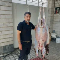 ذبح و قربانی کردن گوسفند