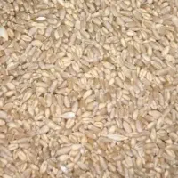 گندم مرغوب ۱۰۰کیلو گرم