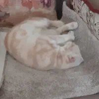 گربه