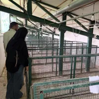 نیروی کار برای مرغداری