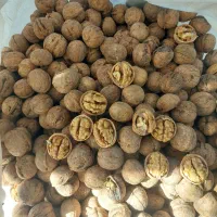 گردو کاغذی|خوردنی و آشامیدنی|شیراز, بازار|دیوار