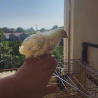 جوجه برهما لایت|حیوانات مزرعه|خرمآباد (تنکابن), |دیوار