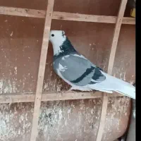 کفترگمشده  الارد شازده سبز