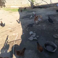 بوقلمون در حال تخم