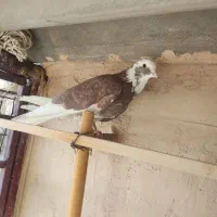 کبوتر شاهین شهر|پرنده|شاهینشهر, حاجی آباد|دیوار