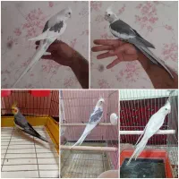 عروس هلندی نر