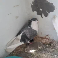 معاوزه کفتر دم گیر با نر طوقی