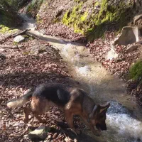 سگ ژرمن شولاین|سگ|گرگان, |دیوار