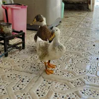 اردک سرحال
