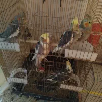 11 عدد عروس هلندی