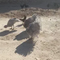 بوقلمون اسلیت کم یاب