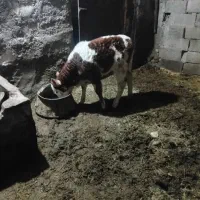 ۵۰۰۰۰۰۰۰|حیوانات مزرعه|بزینه رود, |دیوار