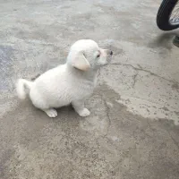 توله شیتزو پامرین|سگ|تهران, قبا|دیوار