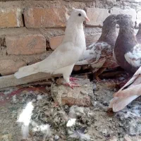 کبوتررنگ پرشی