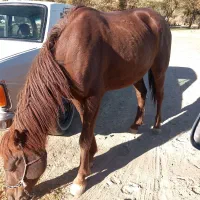 مادیان اسب|اسب و تجهیزات اسبسواری|دهگلان, |دیوار