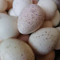 تخم بوقلمون|حیوانات مزرعه|کازرون, |دیوار