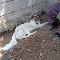 واگذاری سگ ژرمن میکس محلی رایگان|سگ|ماسال, |دیوار