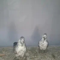 کفتر پرشی ۱۰ ساعتی|پرنده|فردوسیه, |دیوار