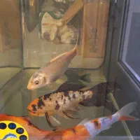 فروش تعدادی ماهی کوی .|ماهی|شیراز, شهرک مخابرات|دیوار