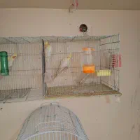 جفت عروس هلندی لوتینو